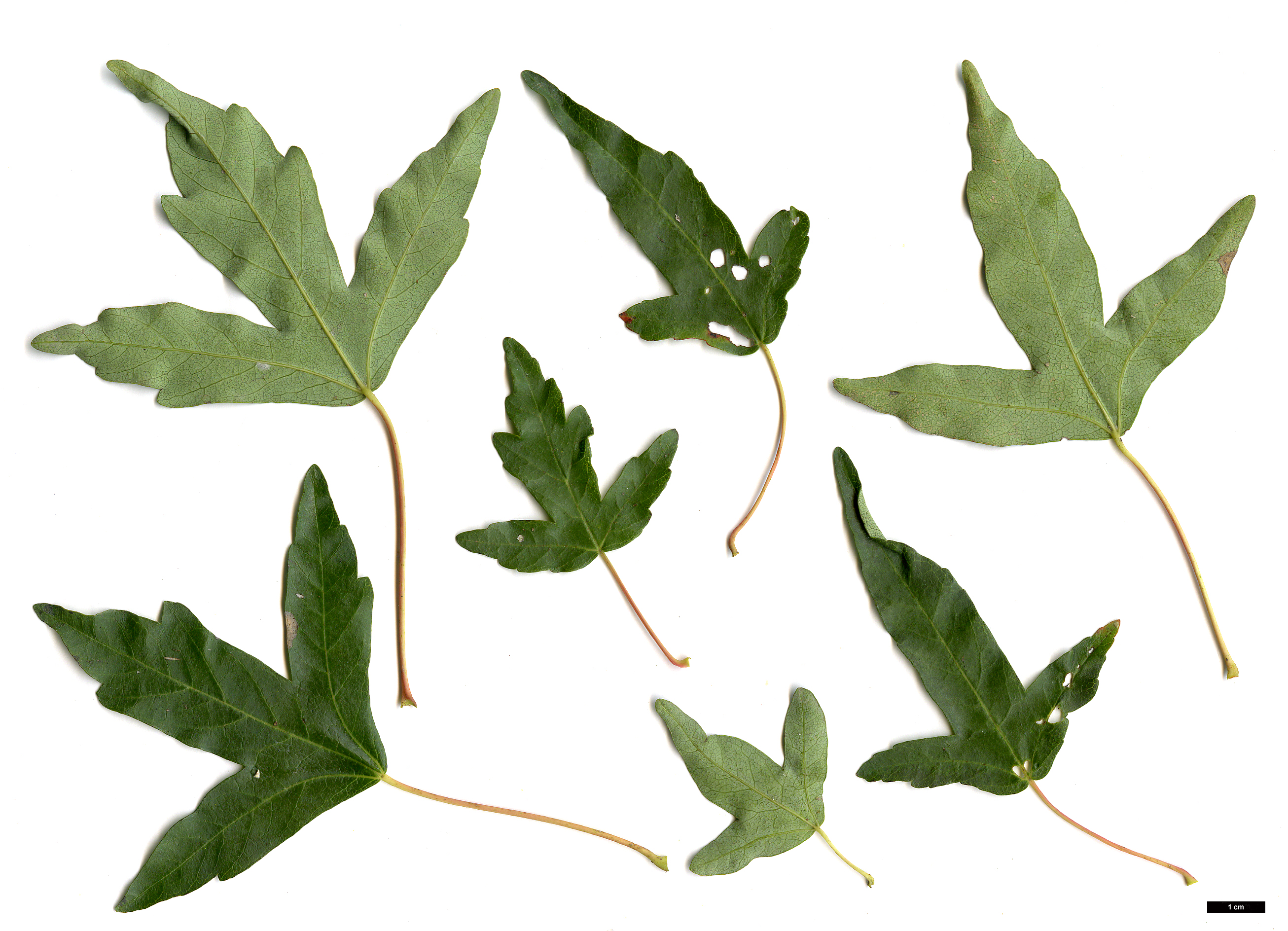High resolution image: Family: Sapindaceae - Genus: Acer - Taxon: pilosum - SpeciesSub: var. stenolobum
